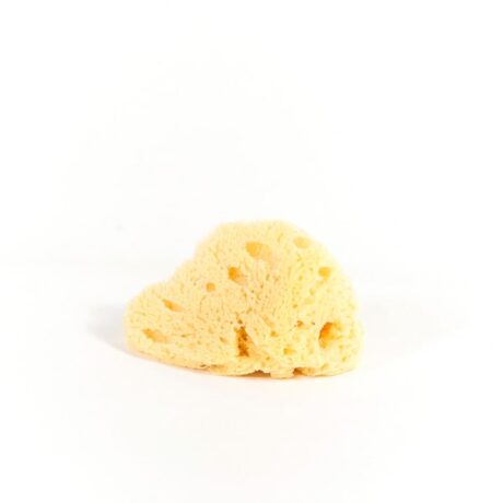 31_sea_sponge_small